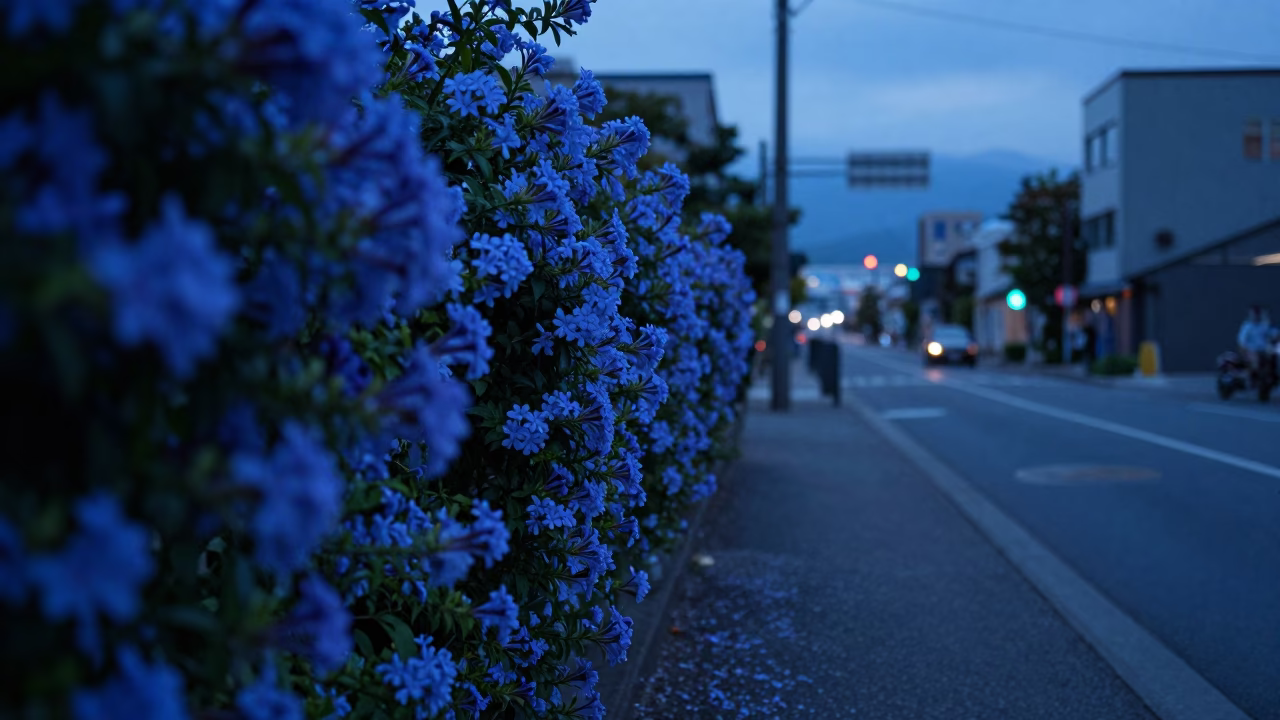 Pre-dawn Sapporo Street Scene with Plumbago Hedge and Quiet Urban Life in in Sapporo, Japan