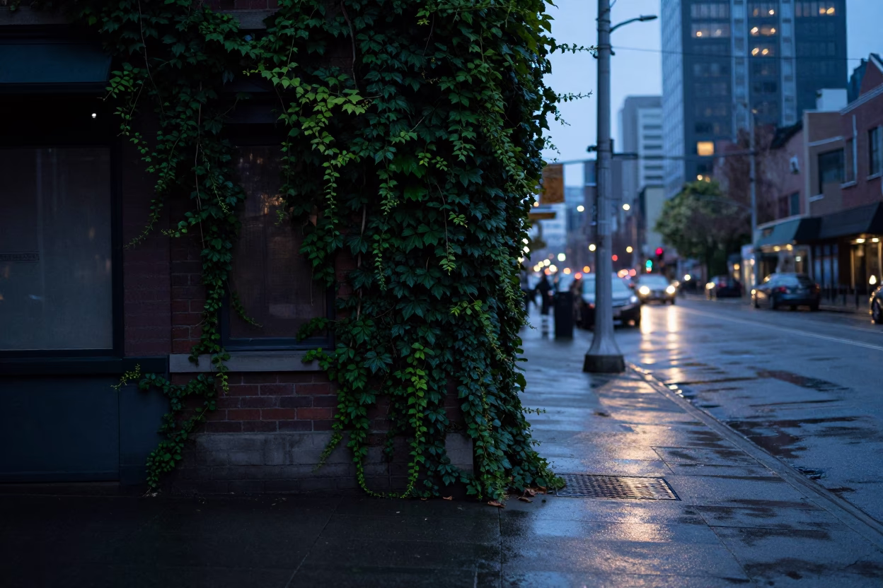 Pre-dawn Seattle Street Scene with Ivy and Wet Pavement Before Sunrise in in Seattle, Washington, United States