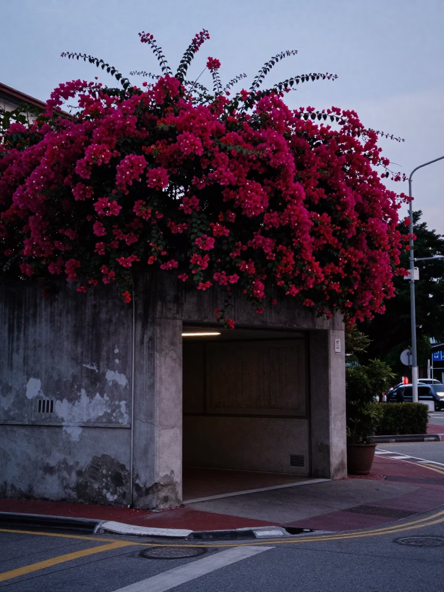 Pre-dawn Singapore street scene with bougainvillea and patched concrete tunnel retaining wall in in Singapore, Singapore