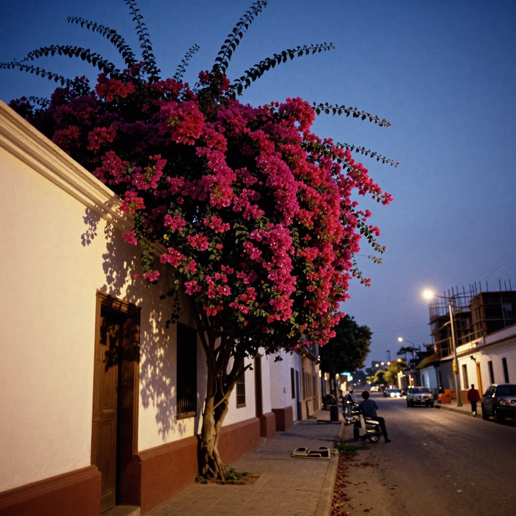 Pre-dawn street scene in Lima Peru with bougainvillea and construction site in in Lima, Peru