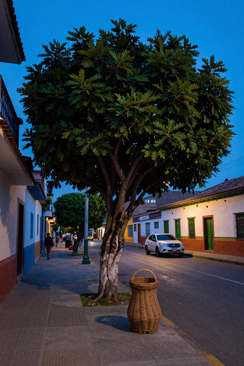 Pre-dawn street scene in Medellin Colombia with fig tree and wicker shadow in in Medellin, Colombia