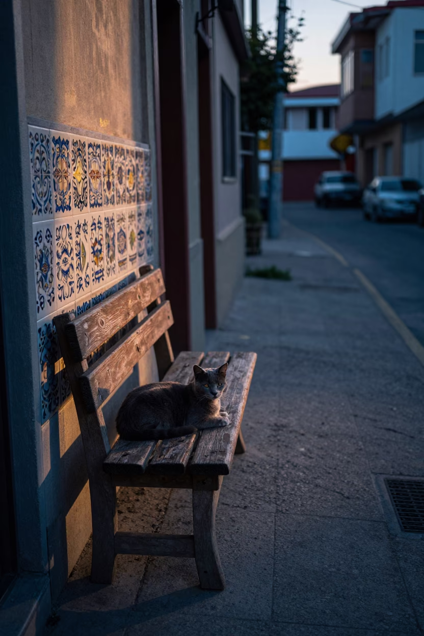 Pre-Dawn Street Scene in Valparaiso Chile with Cat and Ceramic Tiles in in Valparaiso, Chile
