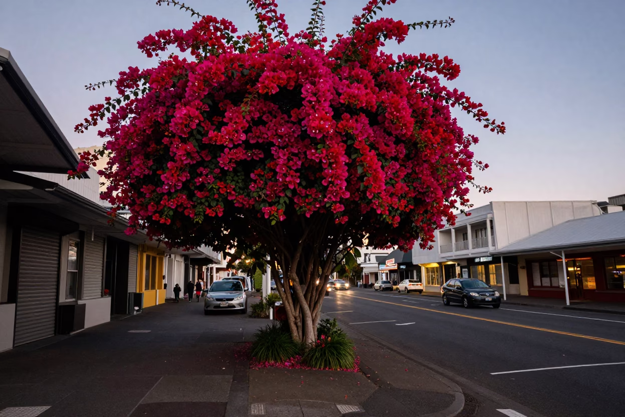 Pre-dawn Wellington Street Scene with Bougainvillea and Urban Details in in Wellington, New Zealand