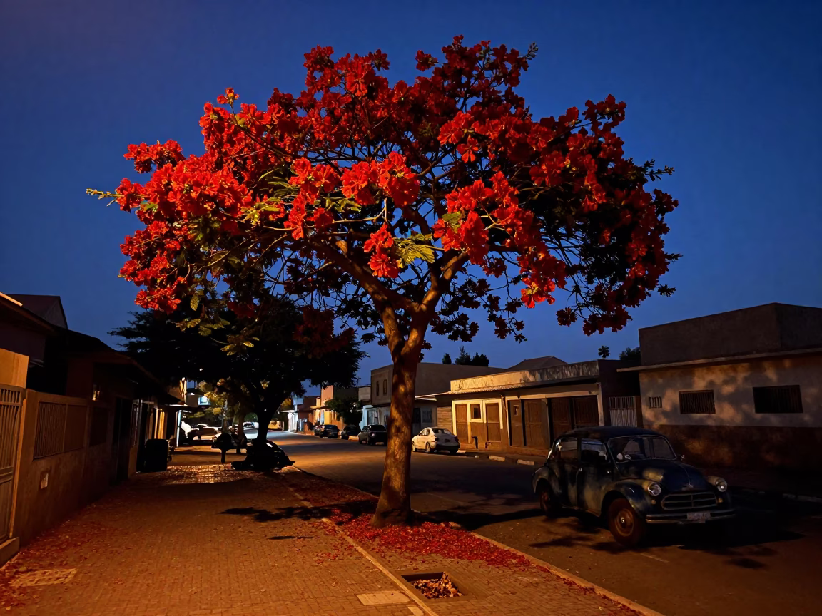 Predawn Dakar Senegal Street Scene with Flame Tree and Vintage Architecture in in Dakar, Senegal