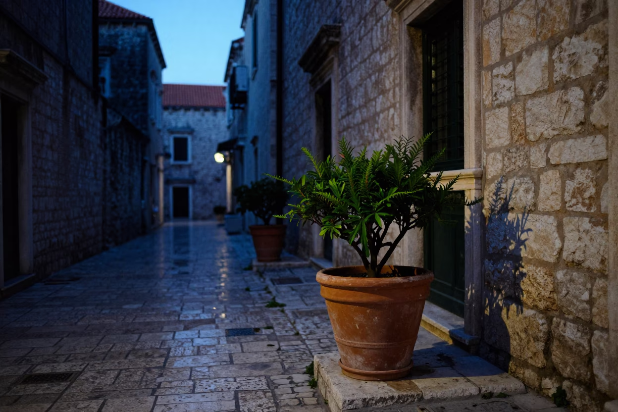 Predawn Dubrovnik Street Scene with Terracotta Pot and Houseplants in Early Morning Darkness in in Dubrovnik, Croatia