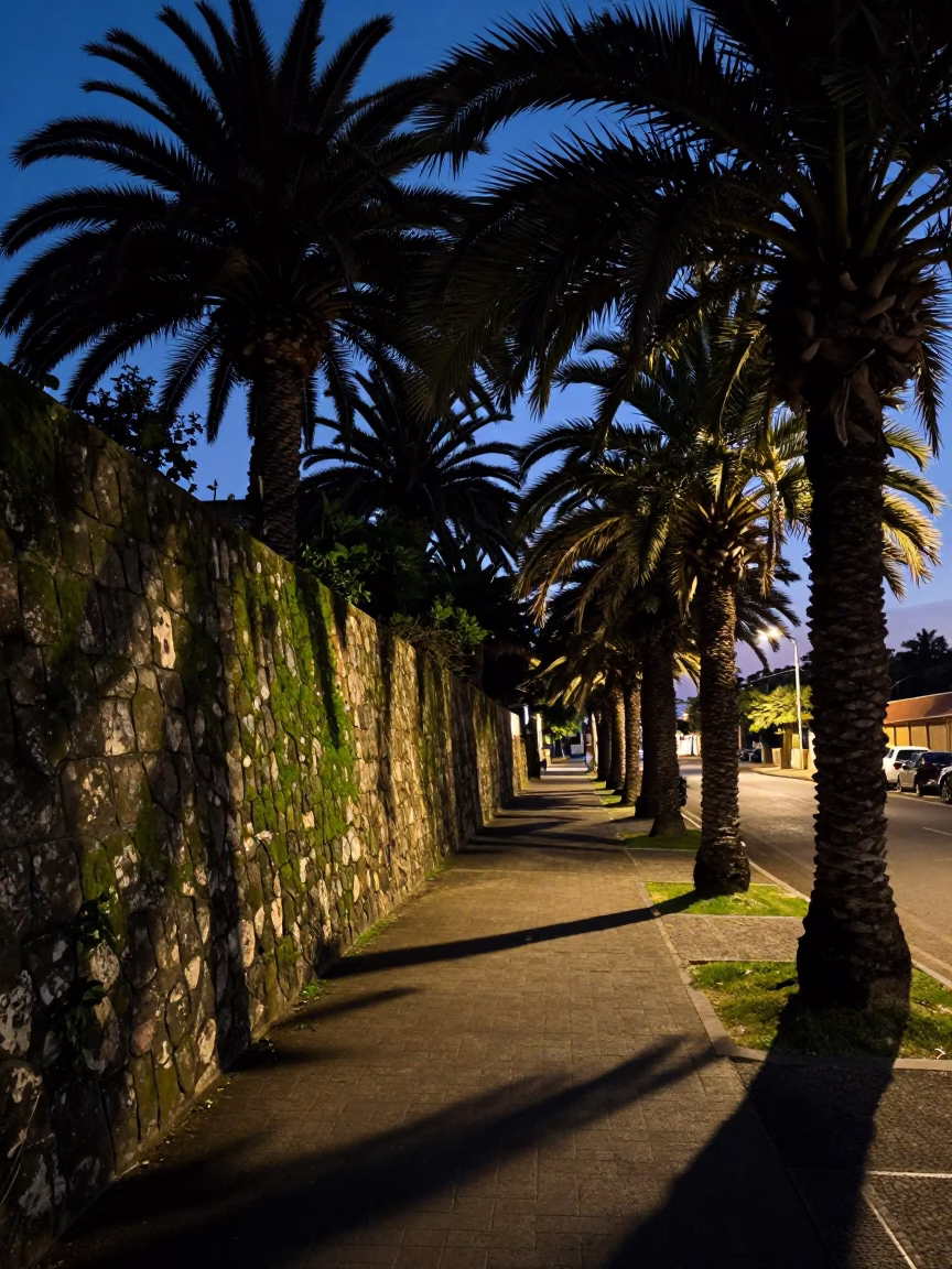 Predawn Durban Palm Tree Avenue with Mossy Stone Wall and Street Lighting in in Durban, South Africa