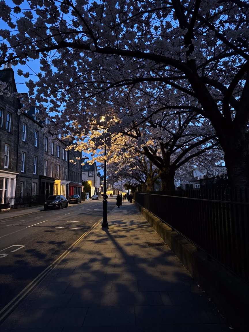 Predawn Edinburgh Street Scene with Cherry Blossom Shadows and Urban Architecture in in Edinburgh, United Kingdom