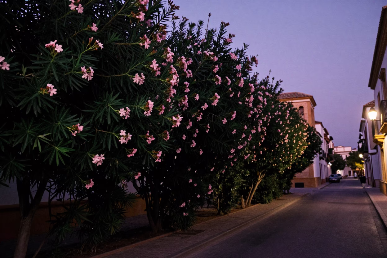 Predawn Granada Spain Street Scene with Oleander Hedge and Vintage Car in in Granada, Spain