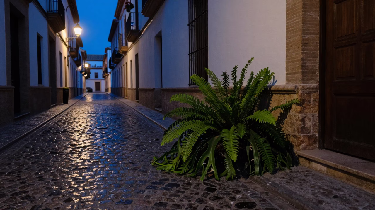 Predawn Granada Spain Street Scene with Staghorn Fern and Fallen Petals in in Granada, Spain