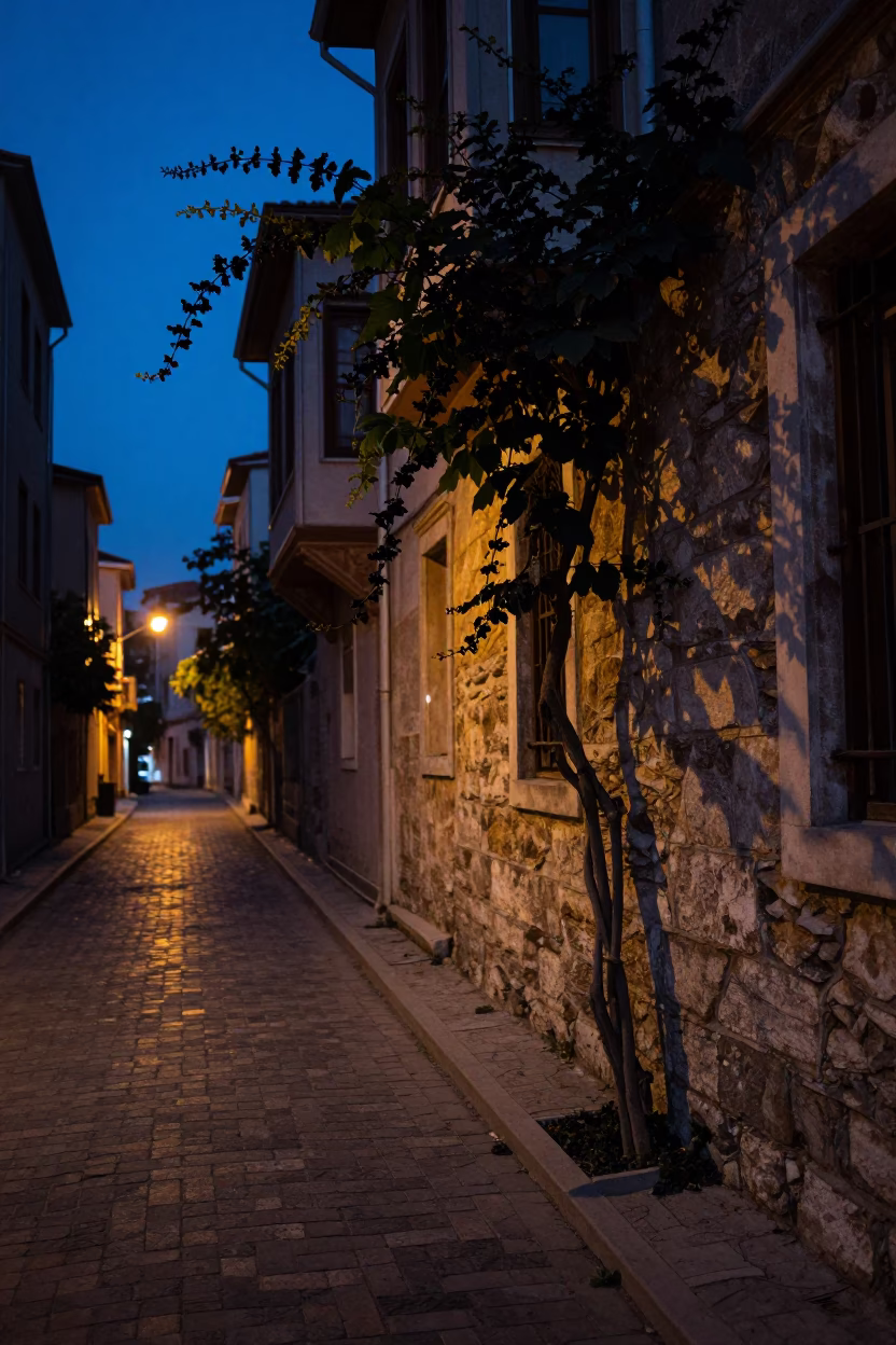 Predawn Istanbul Street Scene with Black Pepper Vine Climbing Tree Near Historic Stone Wall in in Istanbul, Turkey