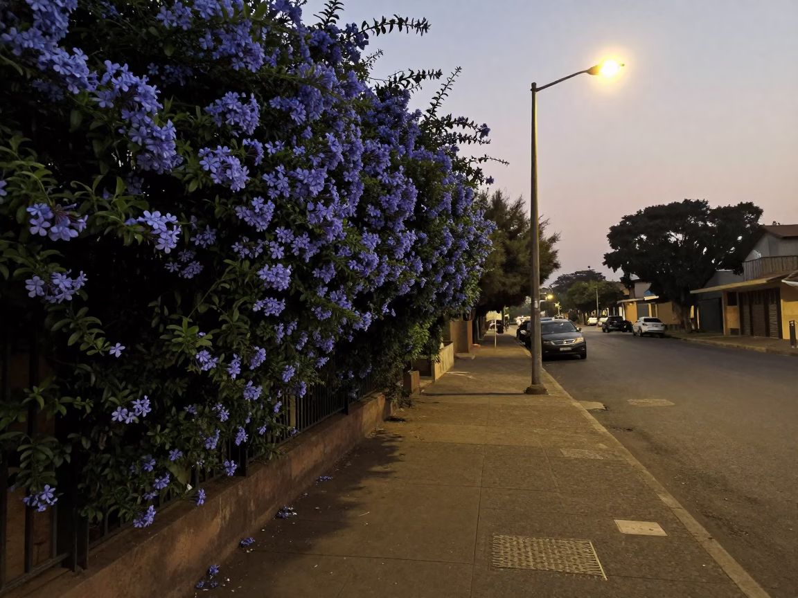 Predawn Johannesburg Street Scene with Plumbago Hedge and Local Market Activity in in Johannesburg, South Africa