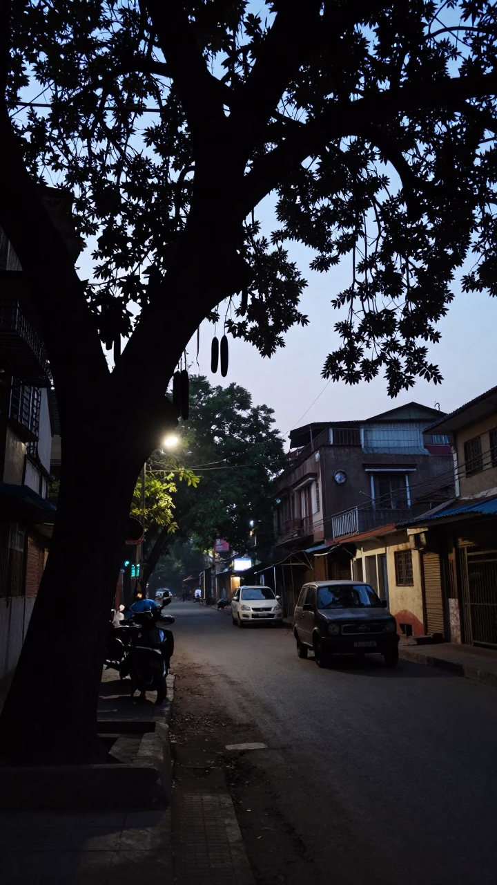 Predawn Kolkata Street Scene with Tamarind Tree and Vintage Street Lamp in in Kolkata, India