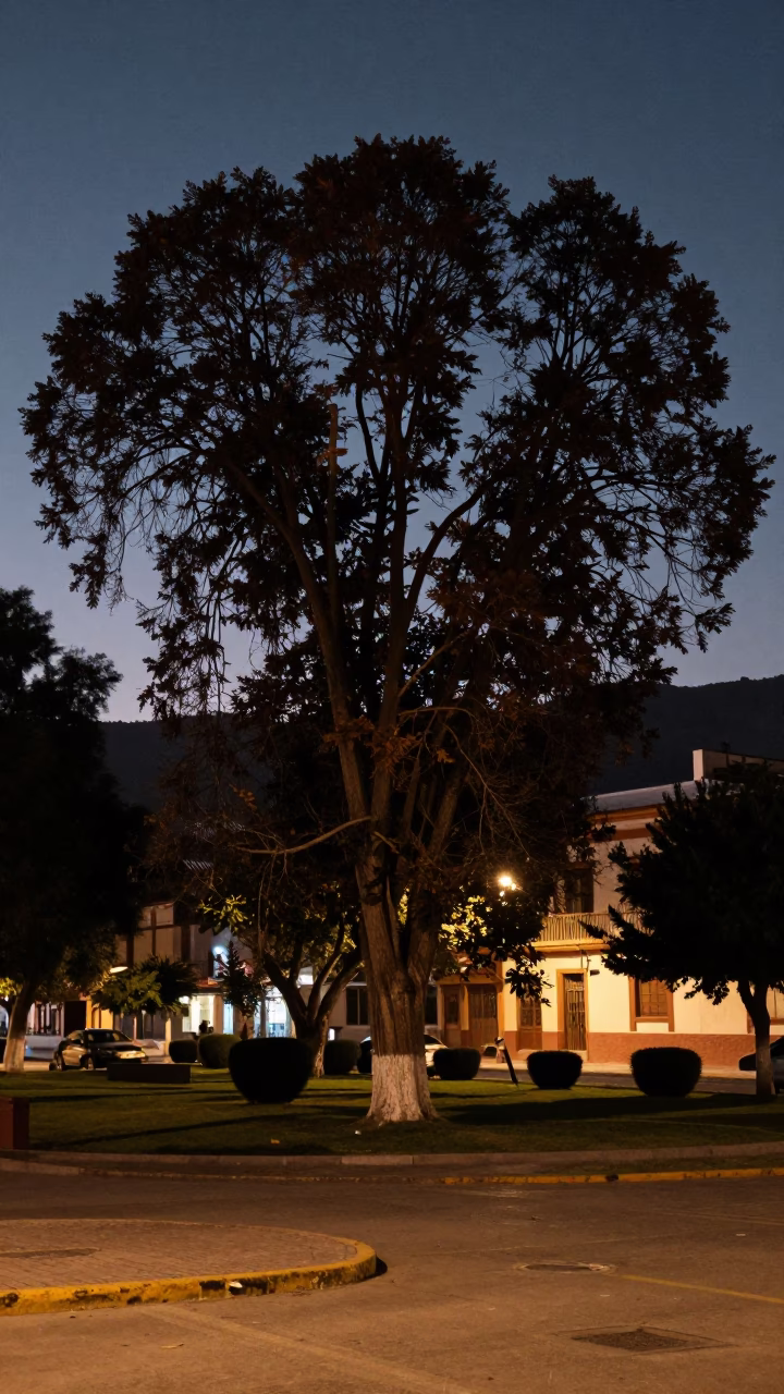 Predawn La Paz Bolivia Street Scene with Copper Beech Tree and Rusty Bowl in in La Paz, Bolivia