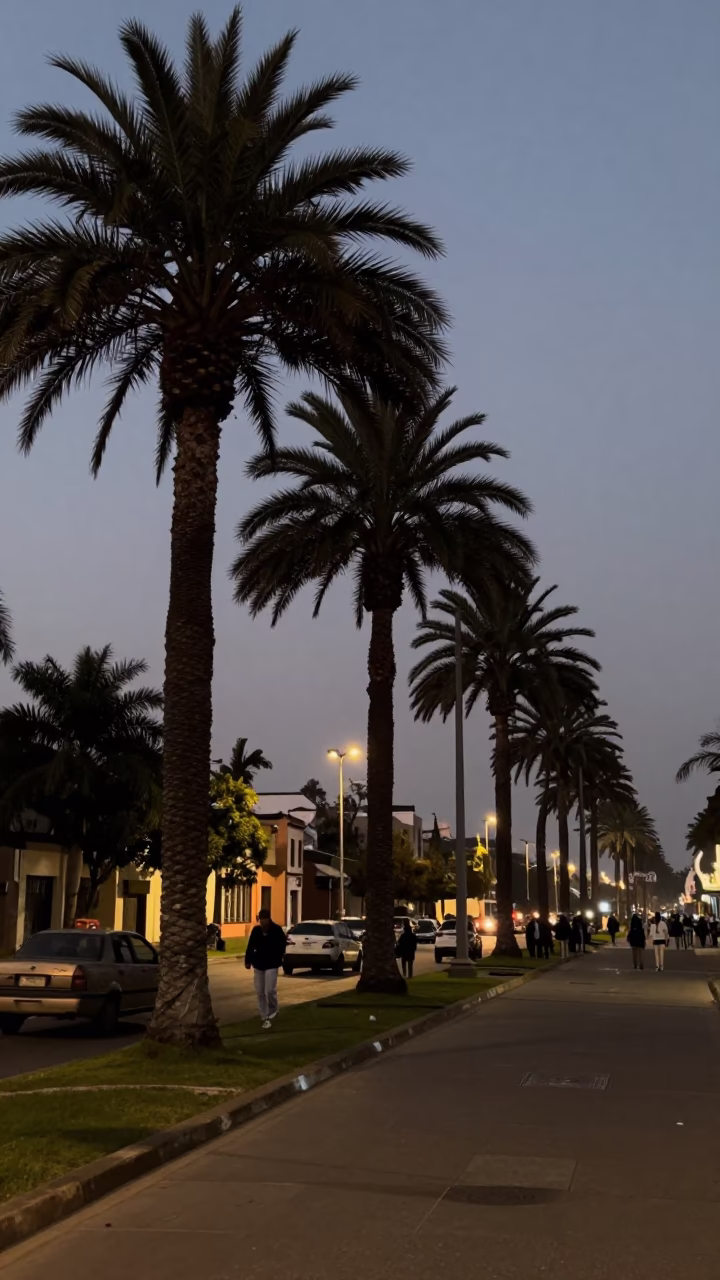 Predawn Lima Street Scene with Palm Trees and Early Morning Light in in Lima, Peru