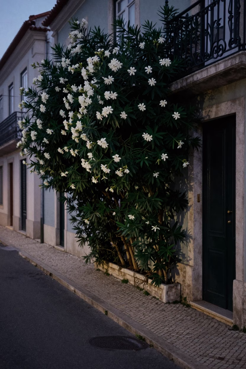 Predawn Lisbon Street Scene with Oleander Hedge and Door Handle in in Lisbon, Portugal
