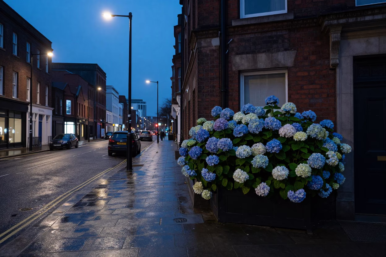 Predawn Liverpool Street Scene with Hydrangeas and Urban Architecture in in Liverpool, United Kingdom