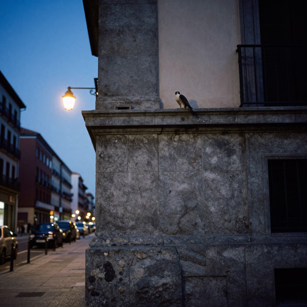 Predawn Madrid Street Scene with Peregrine Falcon on Urban Skyscraper Ledge in in Madrid, Spain