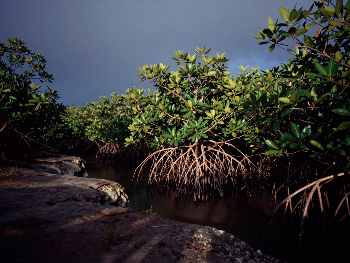 Predawn Mangrove Roots Brazil Cliff Edge in along a salt-sprayed cliff edge in Brazil