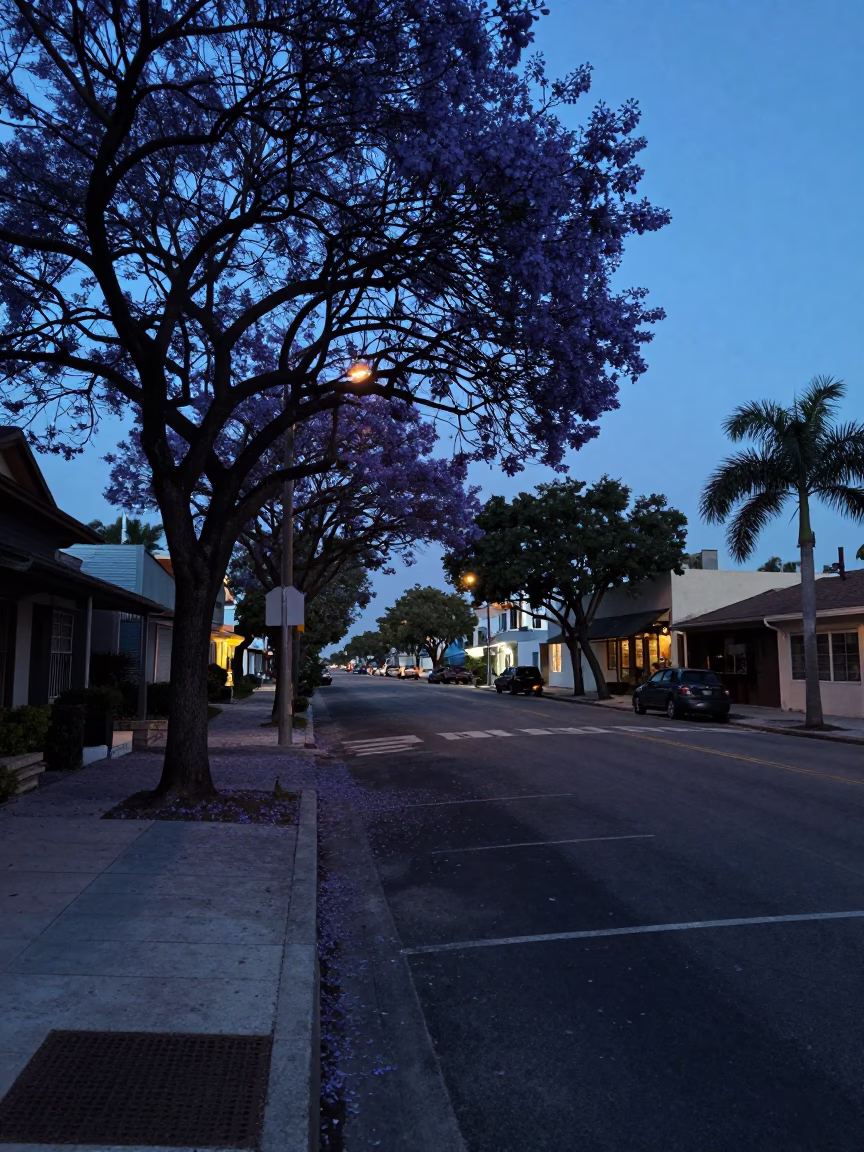 Predawn Miami Street Scene with Jacaranda Tree and Empty Wooden Stool in in Miami, Florida, United States