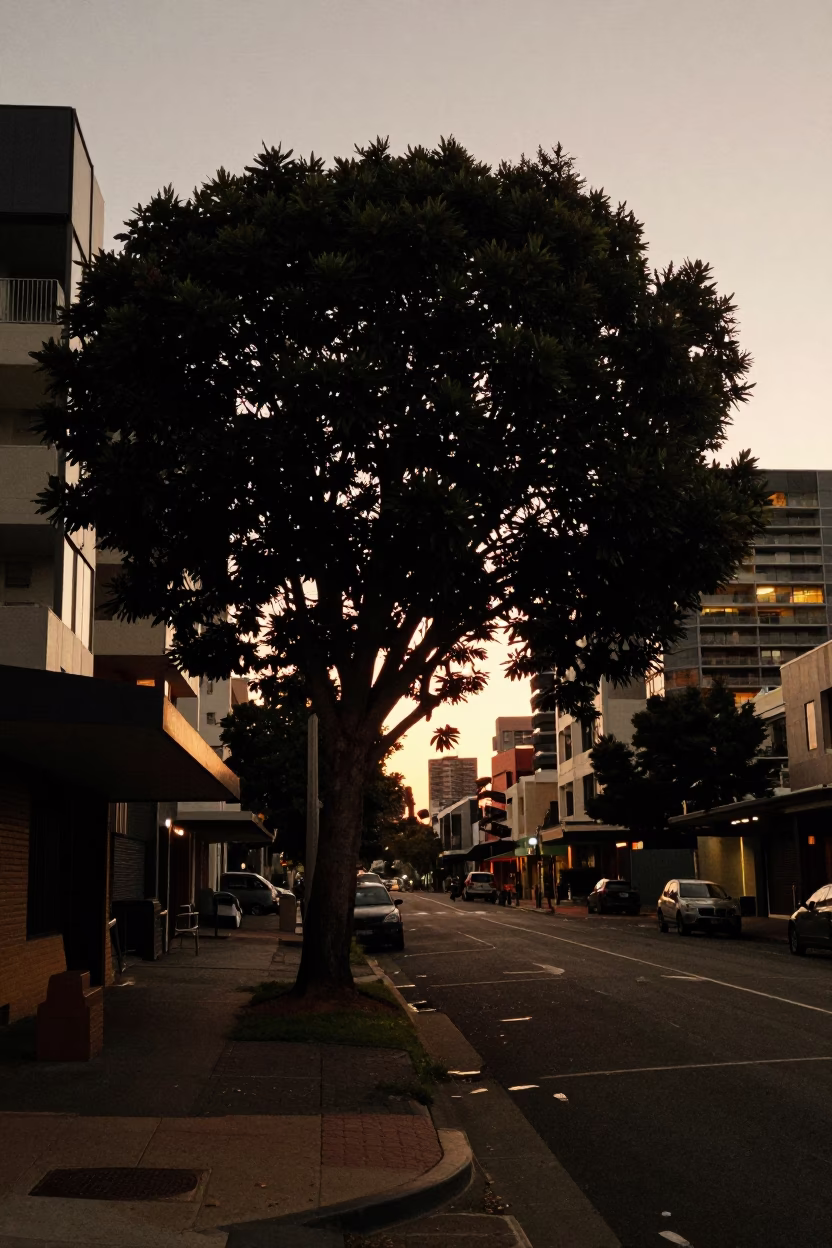 Predawn Perth Street Scene with Fig Tree and Urban Details in in Perth, Western Australia, Australia