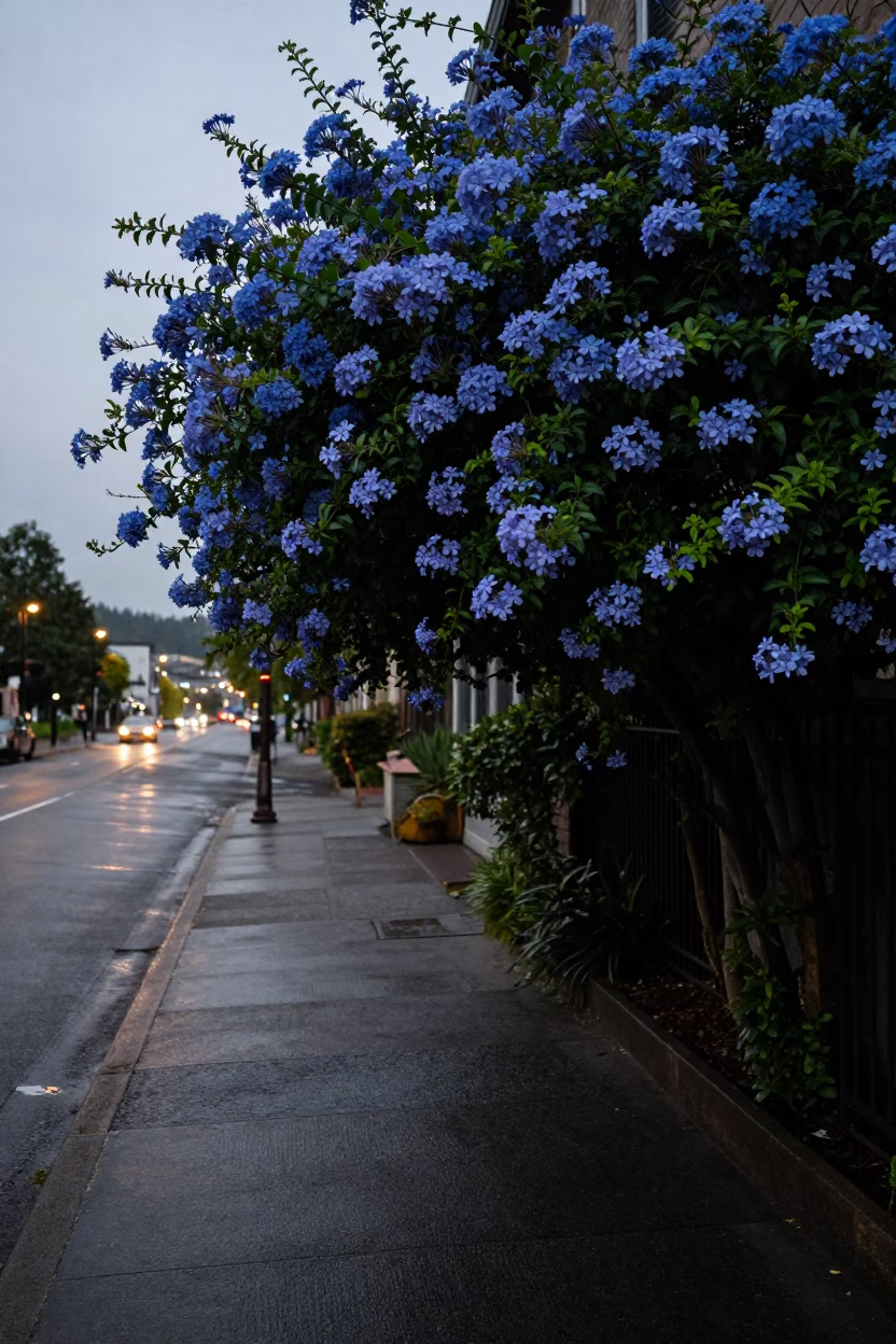 Predawn Portland Street Scene with Plumbago Hedge and Vintage Neon Sign in in Portland, Oregon, United States