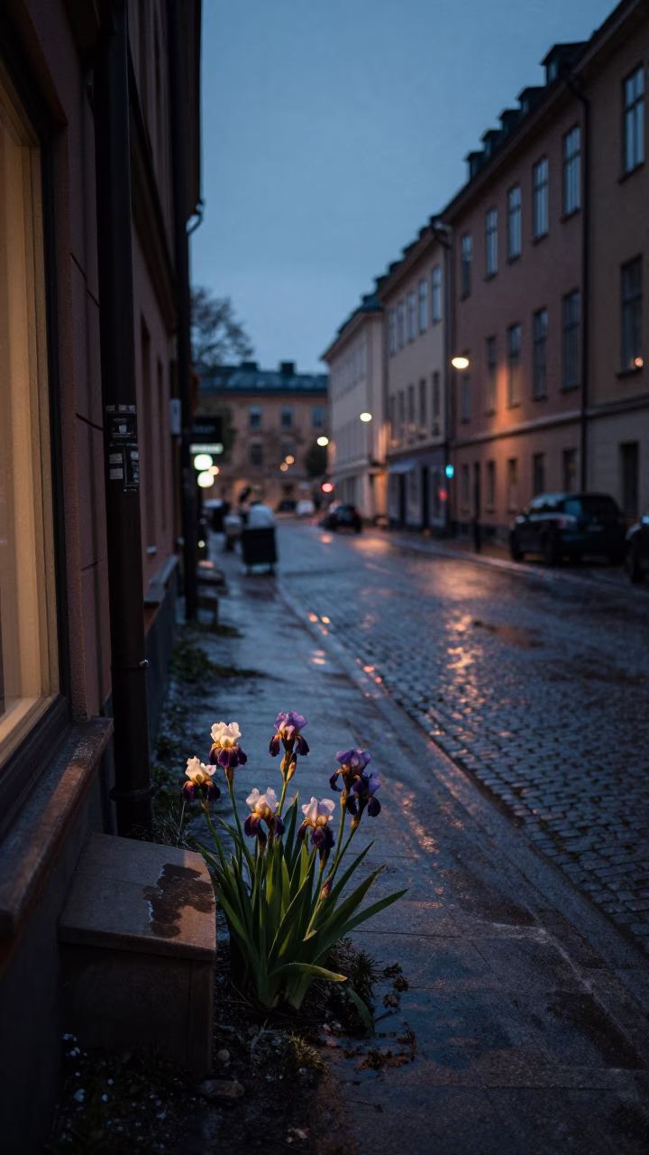 Predawn Stockholm Street Scene with Iris Blossoms and Quiet Urban Morning Light in in Stockholm, Sweden
