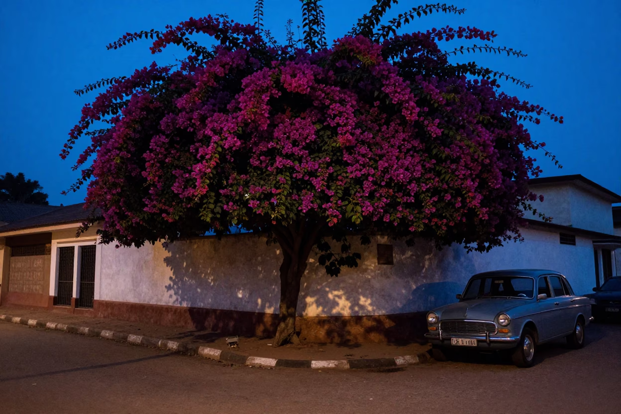 Predawn Street Scene in Accra Ghana with Bougainvillea and Vintage Car Rally in in Accra, Ghana