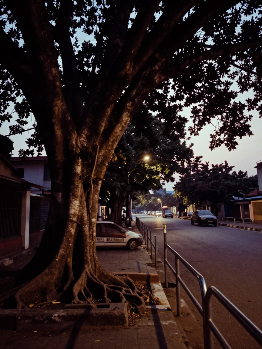 Predawn Street Scene in Chennai India with Kapok Tree and Metal Stools in in Chennai, India