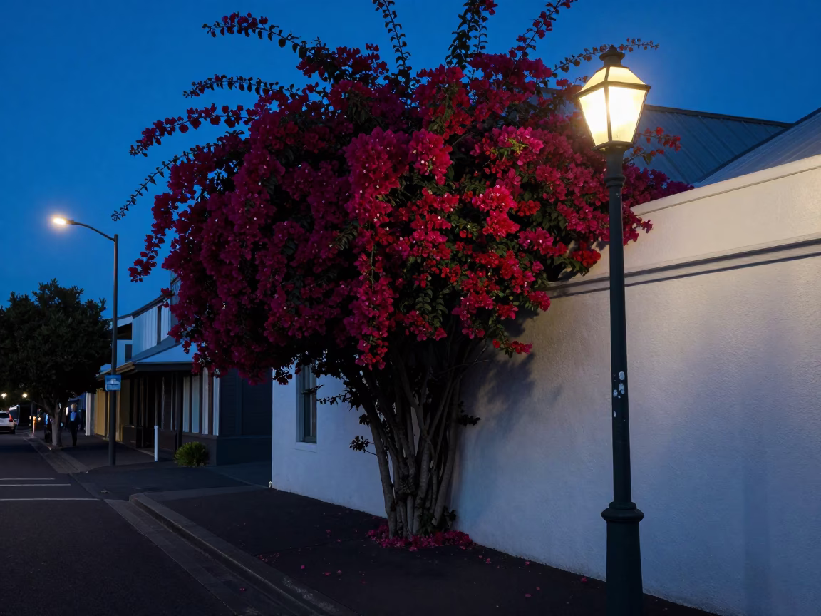 Predawn Street Scene in Christchurch New Zealand with Bougainvillea and Vintage Streetlights in in Christchurch, New Zealand