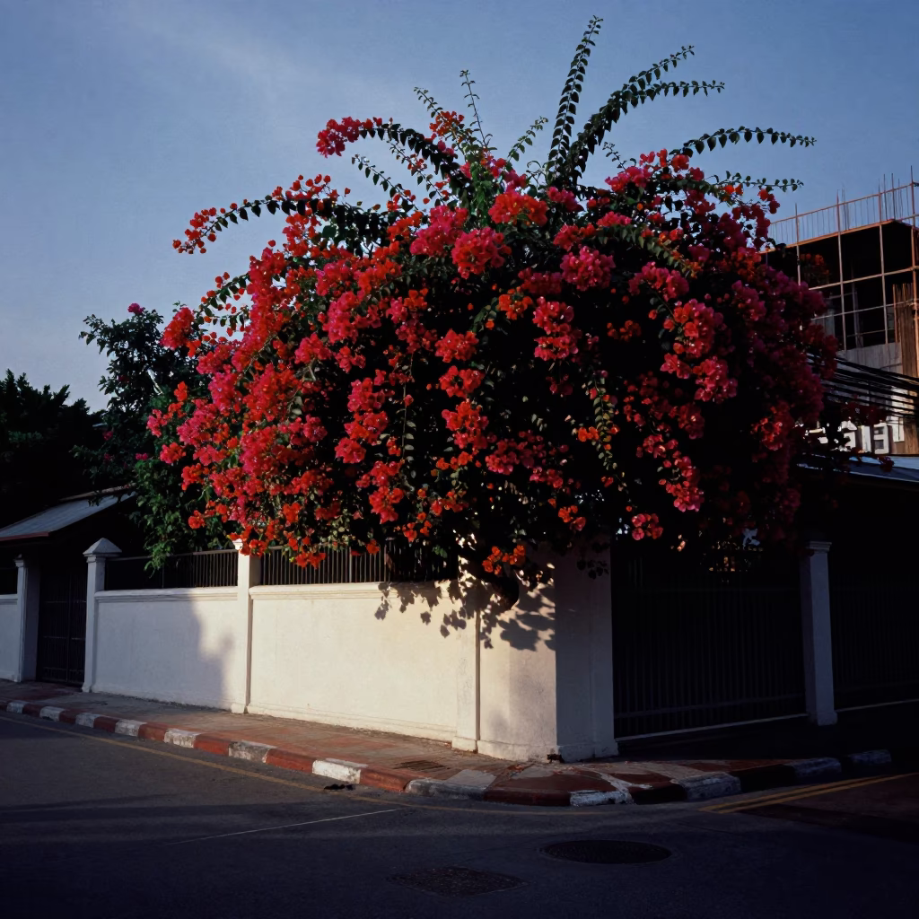 Predawn Street Scene in Phuket Thailand with Bougainvillea and Construction Elements in in Phuket, Thailand