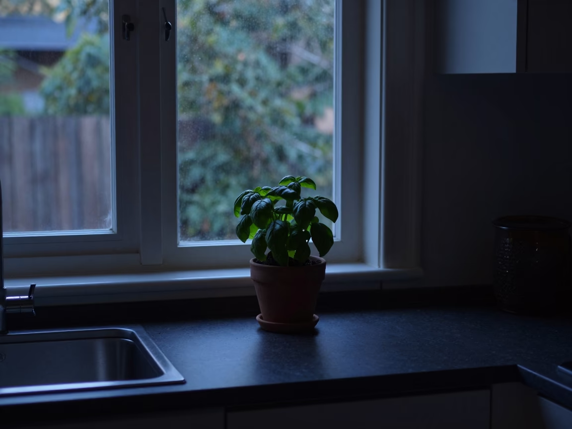Predawn Sydney Kitchen Counter with Basil Pot and Antique Microscope in in Sydney, New South Wales, Australia