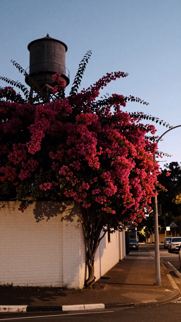 Predawn Sydney Street Scene with Bougainvillea and Water Tower in in Sydney, New South Wales, Australia