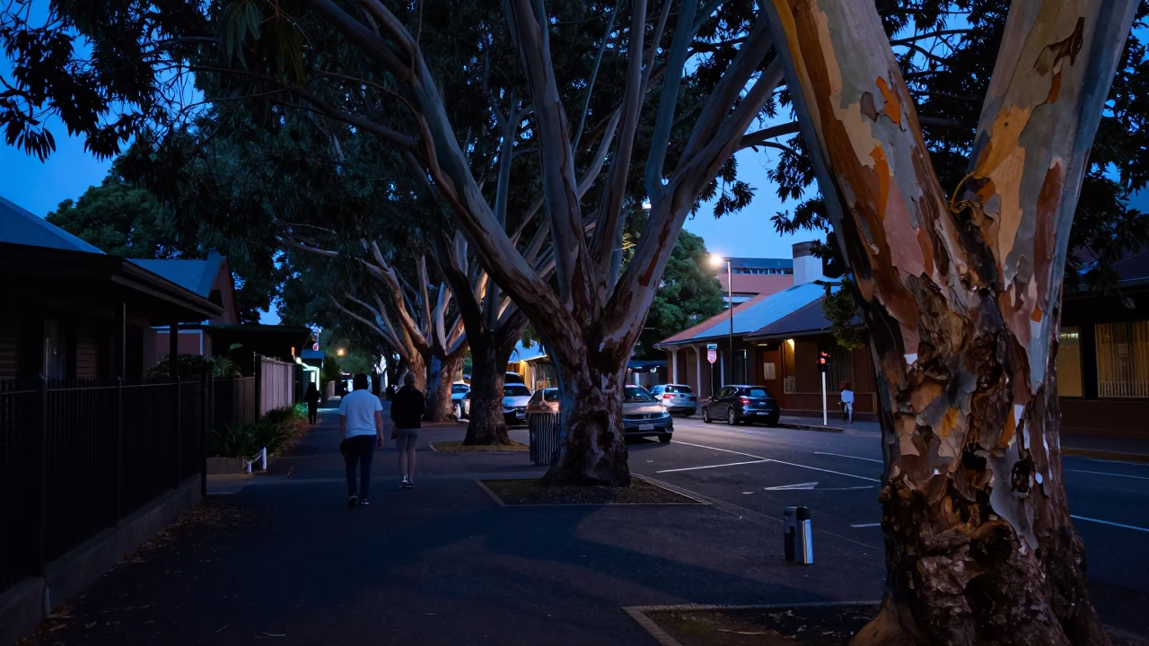 Predawn Sydney Street Scene with Thermos and Eucalyptus Grove in New South Wales Australia in in Sydney, New South Wales, Australia