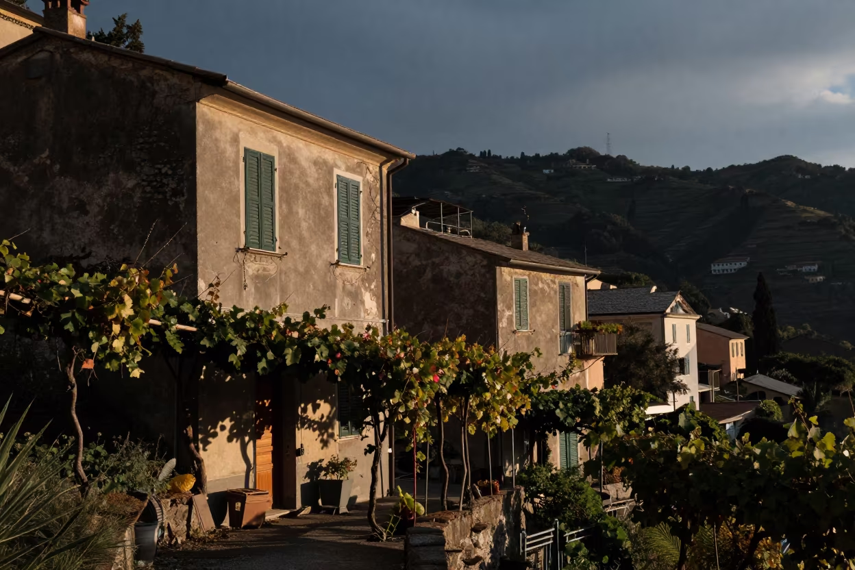Predawn Terraced Ruins in Liguria in along a vine-choked corridor in Liguria