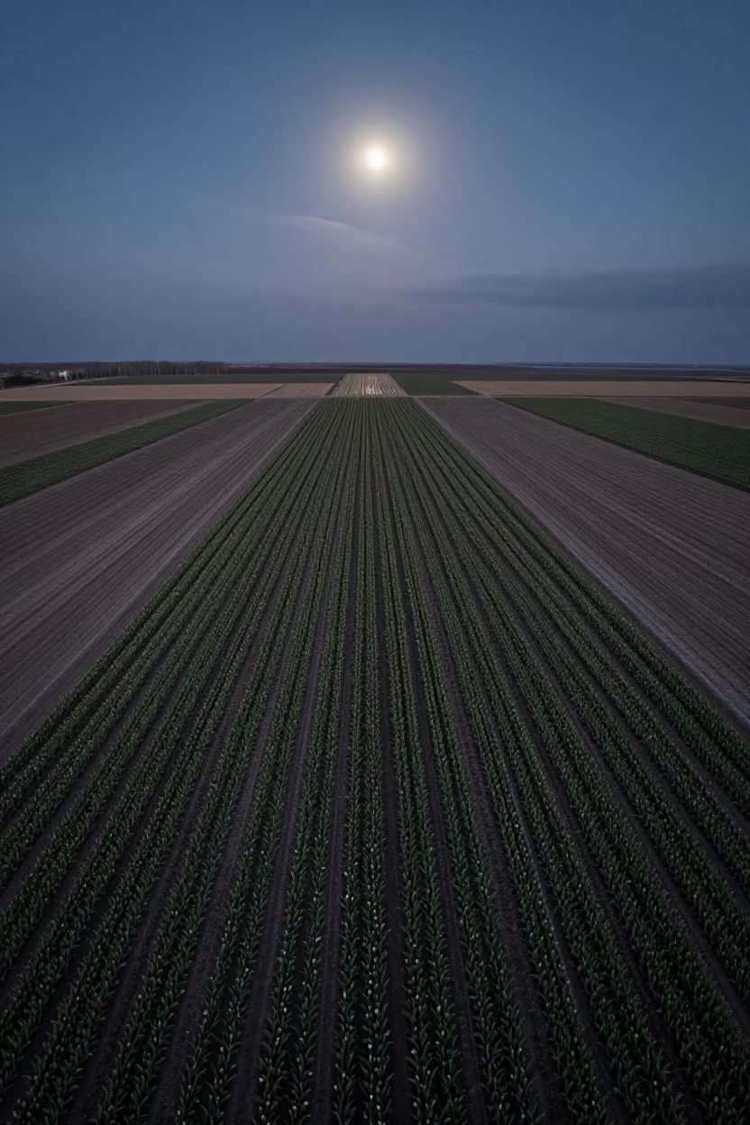 Predawn Tulip Fields in Rize Floodplain Moonlight in across a floodplain after rain near Rize