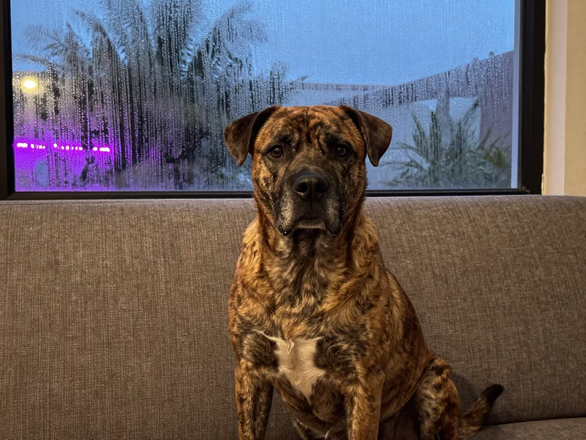 Presa Canario Portrait on Sofa in Minatitlán in on a sofa near a curtained window with calm indoor light in Minatitlán