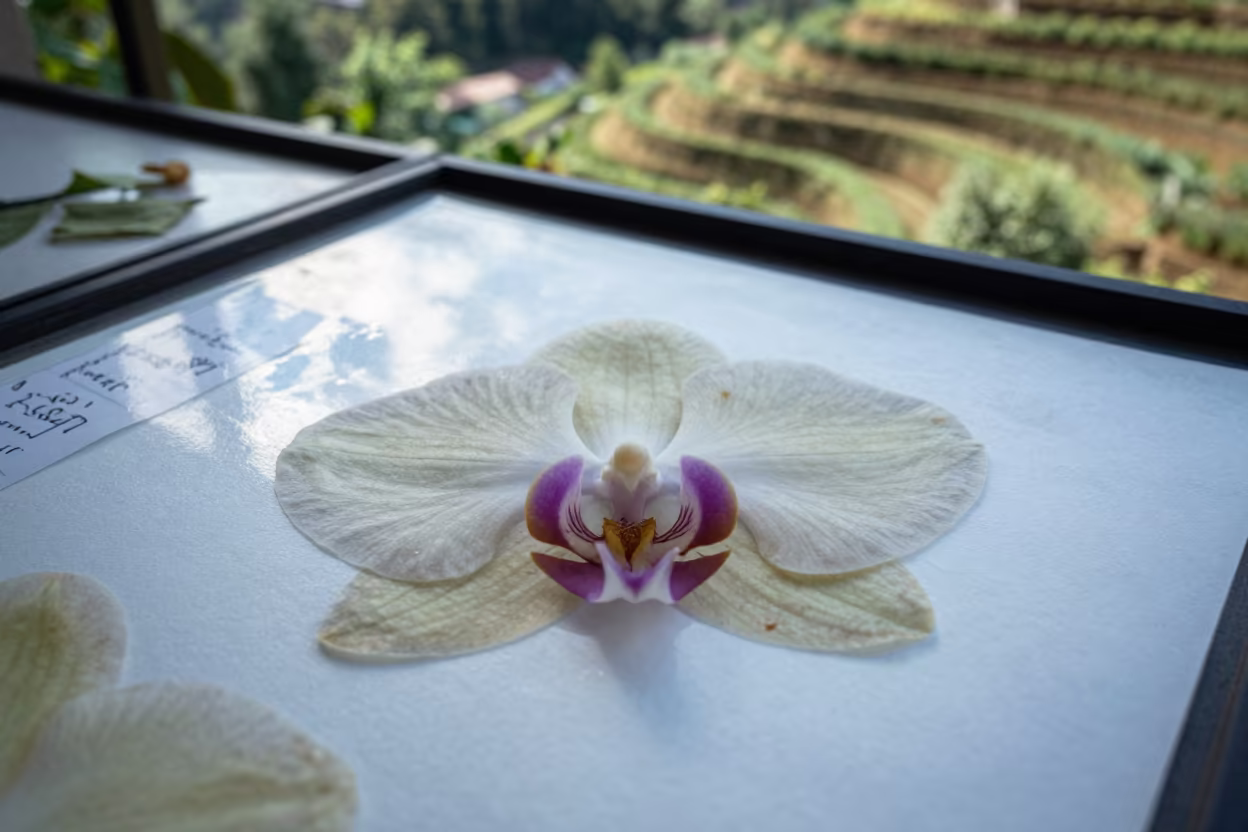 Pressed Orchid on Terraced Garden Near Zagreb in among terraced garden plots near Zagreb