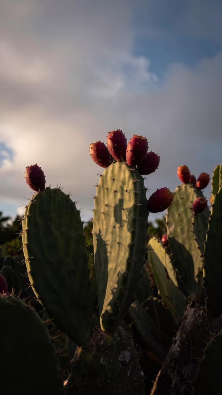 Prickly Pear Cactus Red Fruit Belize Dawn in in Belize