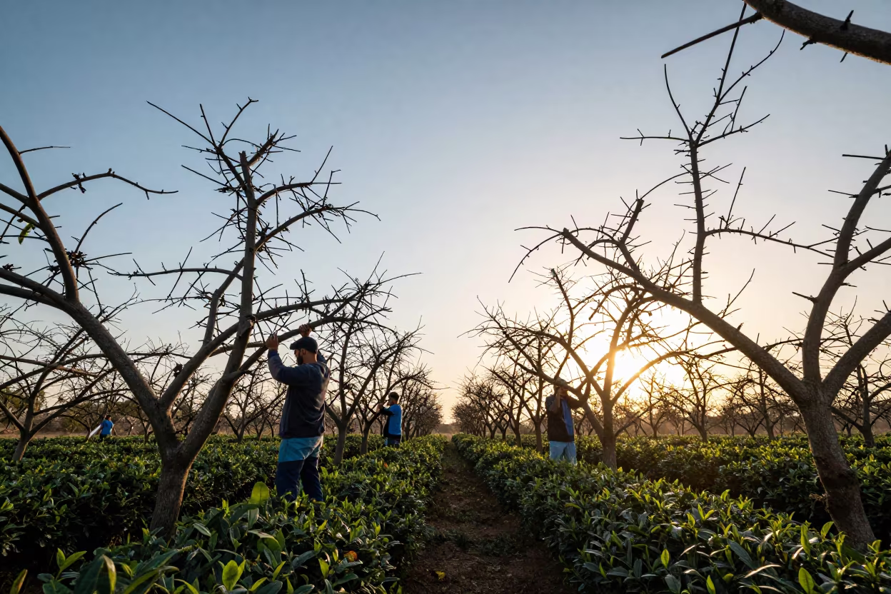 Pruning Crew in Golden Light at Tea Plantation Edge in at the edge of a tea plantation in Basra
