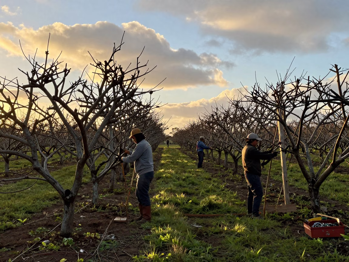 Pruning Crew in Hawaii Orchard at Golden Hour in along freshly irrigated rows in Hawaii