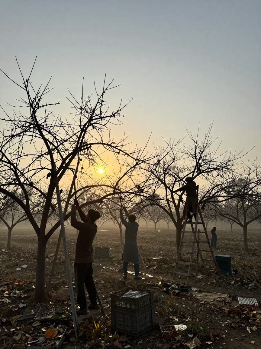Pruning Crew Silhouetted in Winter Orchard Dawn in among orchard ladders and crates in Bahawalpur