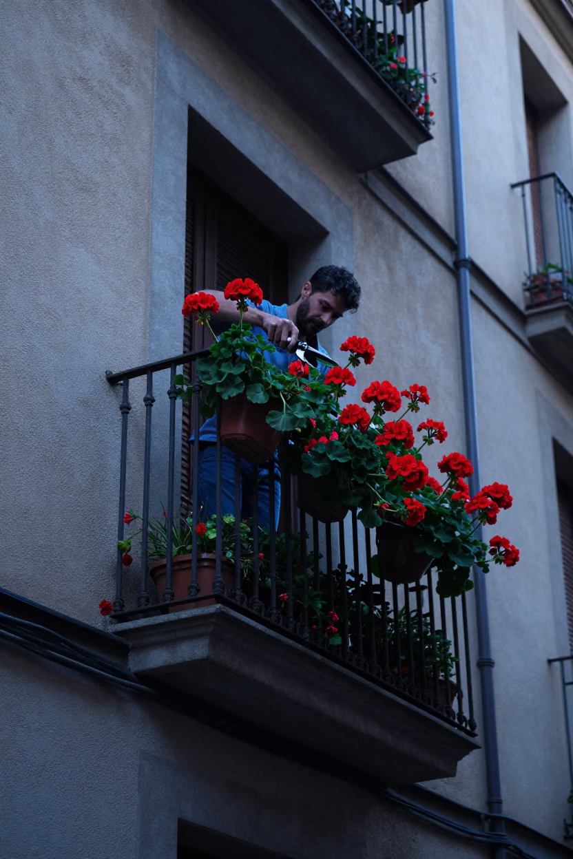 Pruning Geraniums in Barcelona in in Barcelona, Spain