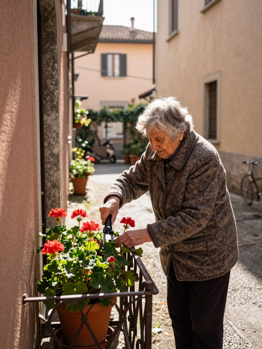 Pruning Geraniums in Milan in in Milan, Italy