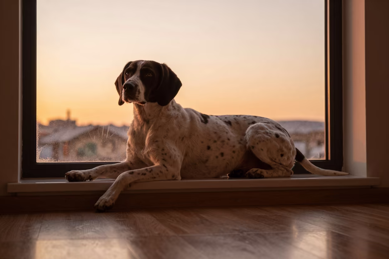 Pudelpointer Dog Resting on Window Seat in on a window seat in a quiet apartment with soft side light in Kunming