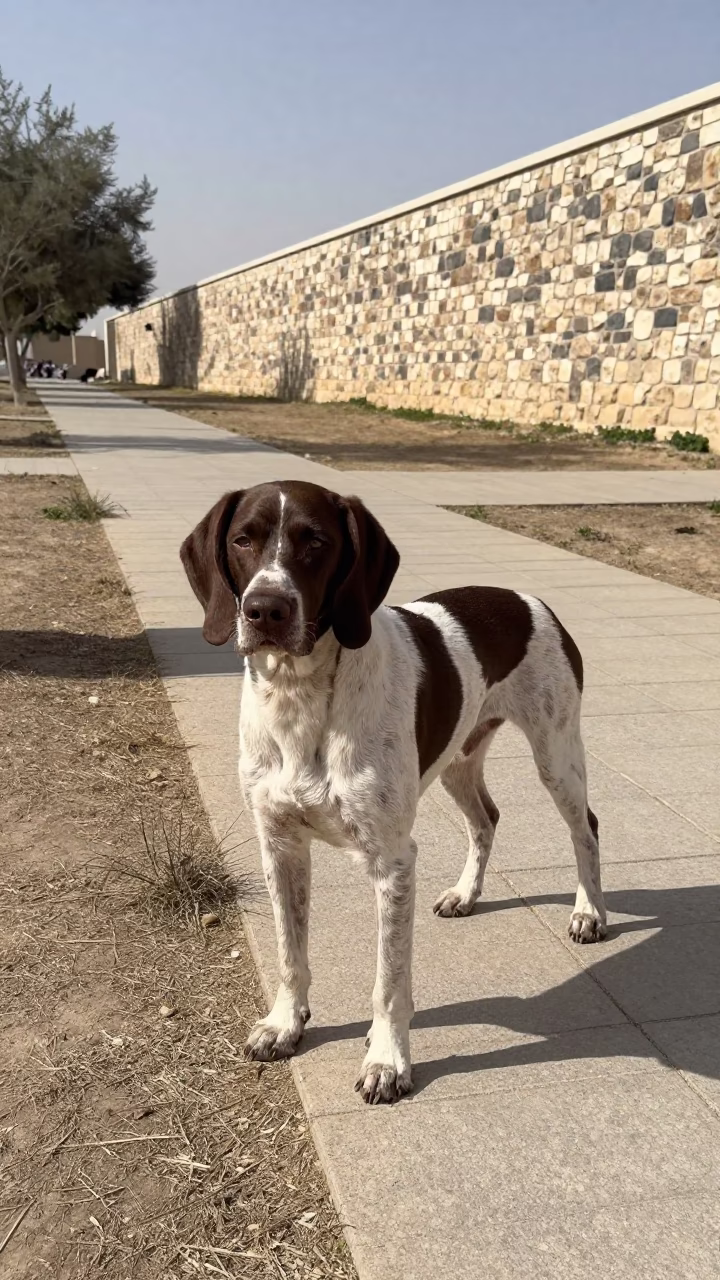 Pudelpointer Dog Strolling Park Path Mecca in along a quiet park path with soft open shade and a clean background in Mecca