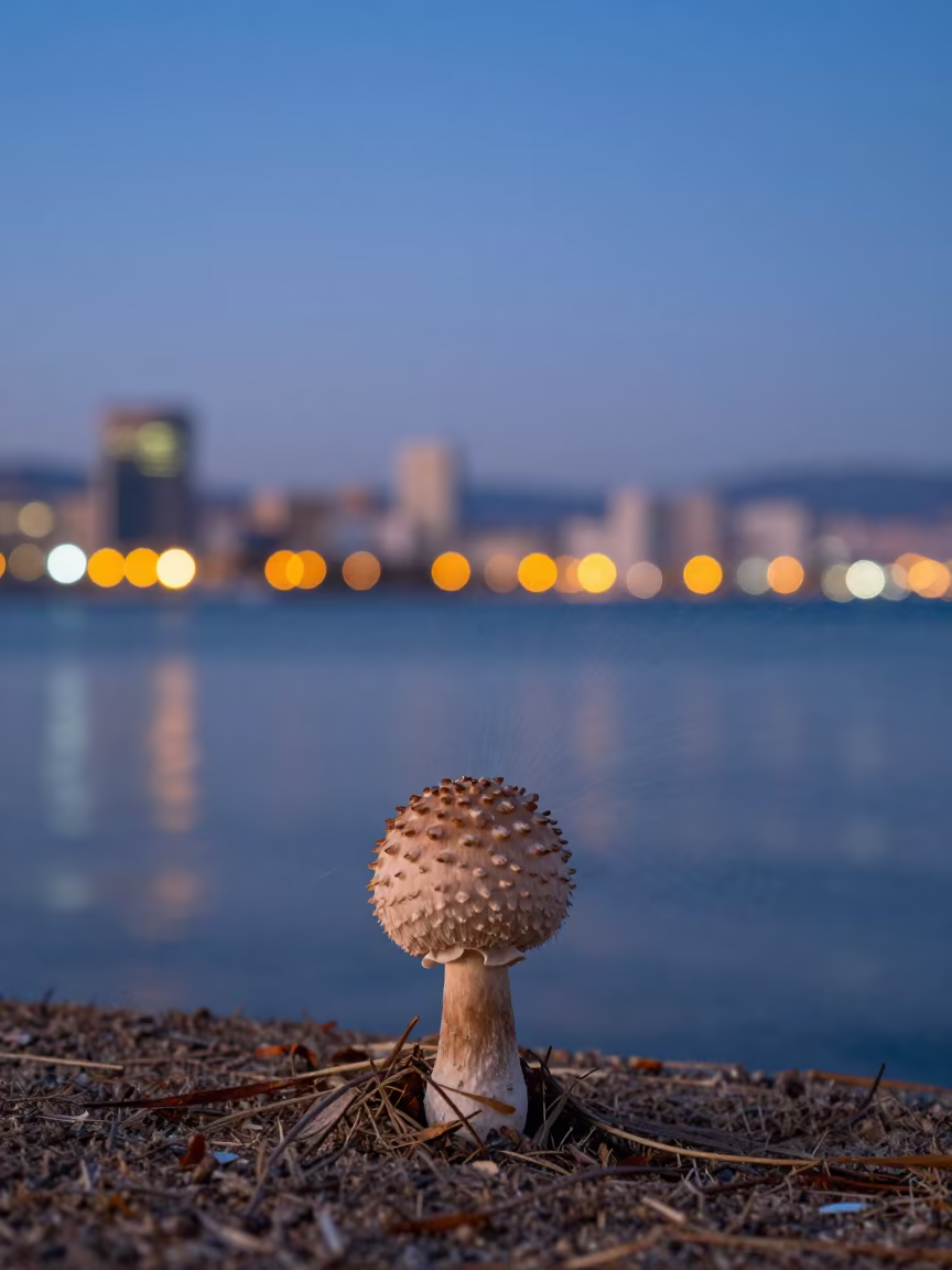 Puffball Mushroom Spores at Dusk Near Haifa in near Haifa