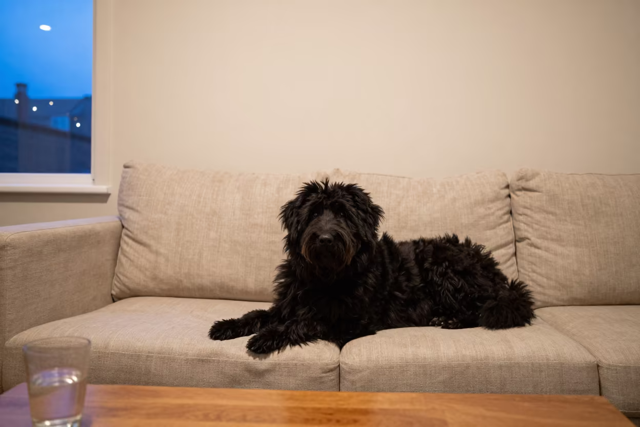 Puli Dog on Linen Sofa in Aizawl Morning Light in on a linen sofa with daylight from a nearby window in Aizawl