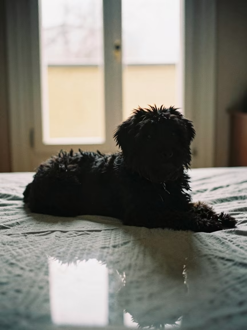 Puli Dog Resting on Bedspread in Barcelona in on a bedspread near a bright window with calm indoor light in Barcelona