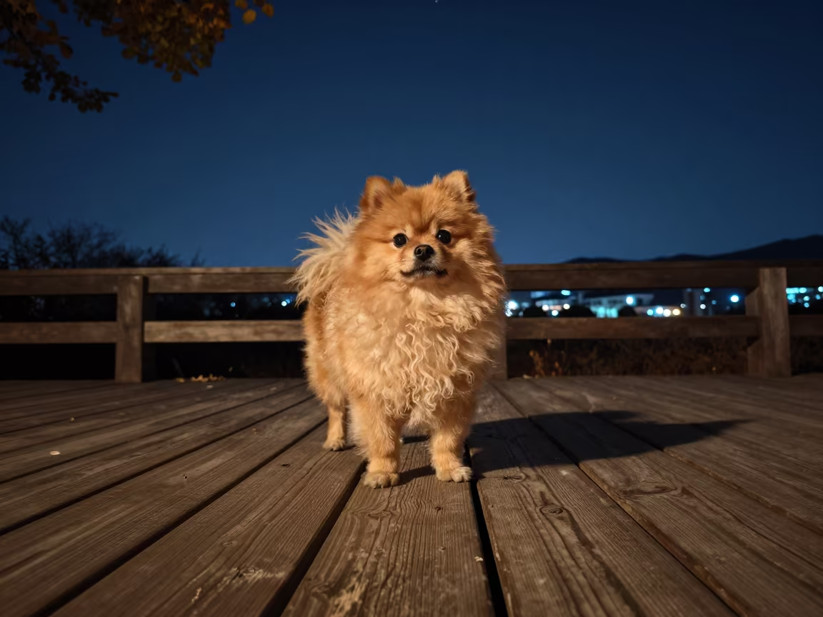 Pumi Portrait on Seochon Porch Under Night Sky in on a shaded front porch with boards, railings, and eye-level framing in Seochon, Seoul