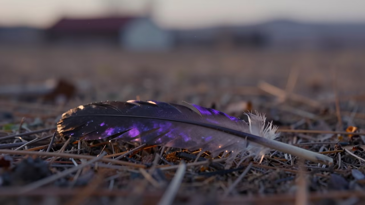 Purple Oil Sheen Crow Feather Before Sunrise in in Albania